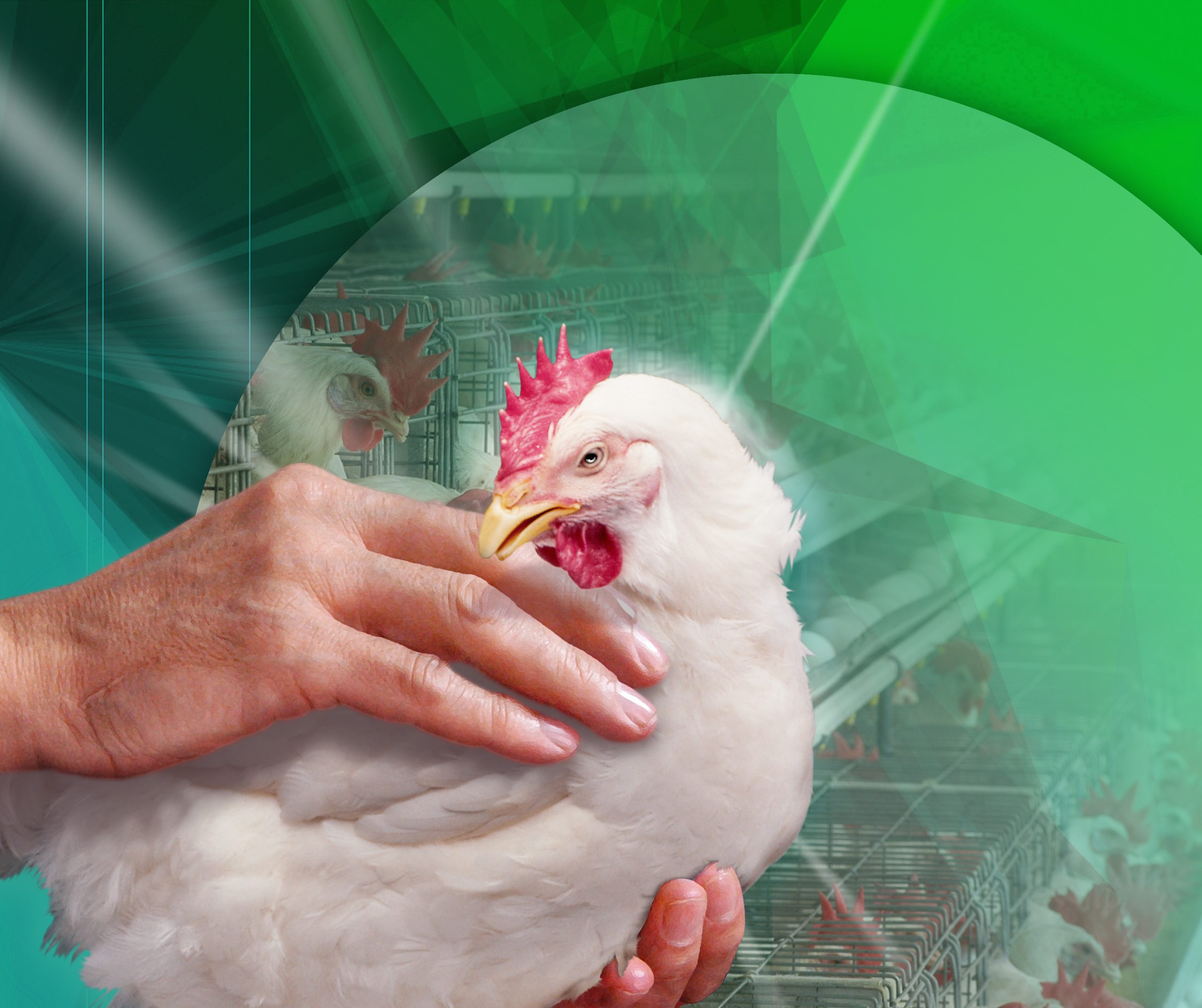 La gallina muda