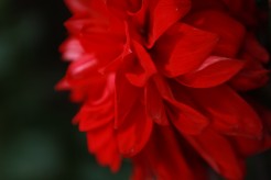 IMG_2084
